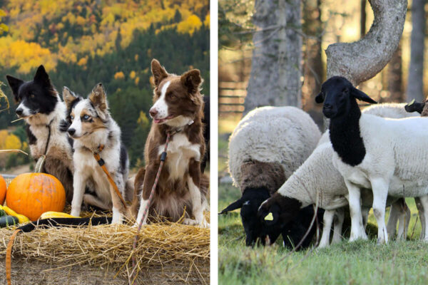 Ferme Marie Moutons