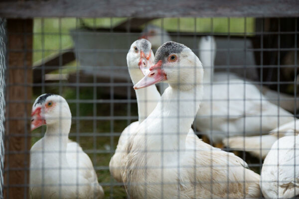 Ferme Les Vergers d’Or