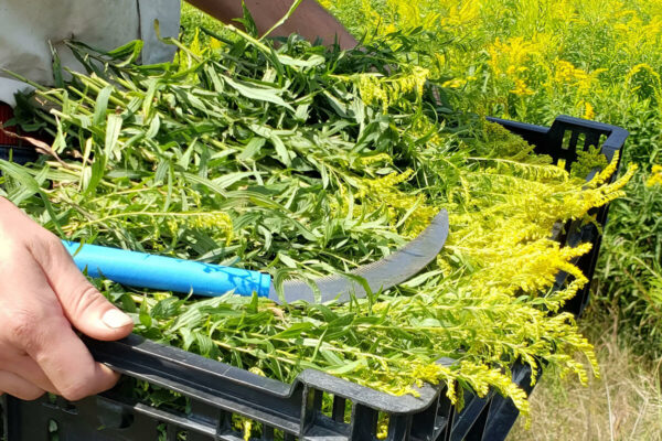 Millefolia ferme aromatique