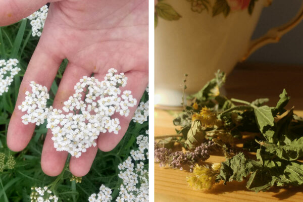 Millefolia ferme aromatique